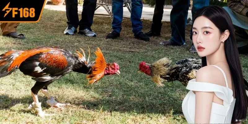 SV128 เป็นสนามแข่งขันที่น่าสนใจที่ ไก่ชน F168